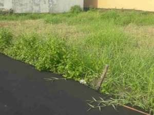 Sale tanah 2are lebar 10mtr kaw perum elit sekar jepun dkt mall living lokasi di Denpasar Kota, tersedia melalui melalui situs Olx