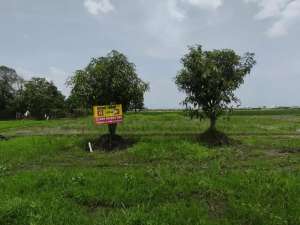 sawah belakang Al Azhar Cirebon lokasi di Cirebon Kab., tersedia melalui melalui situs Olx