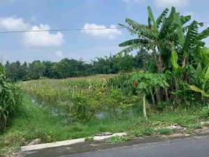 sawah caturharjo slmn lokasi di Sleman Kab., tersedia melalui melalui situs Olx