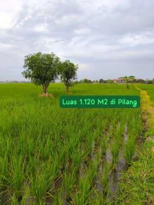 Sawah Di Pilangsari Cirebon Al Azhar lokasi di Cirebon Kab., tersedia melalui melalui situs Olx