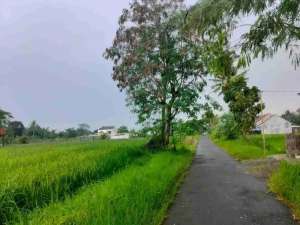sawah Donoharjo Ngaglik lokasi di Sleman Kab., tersedia melalui melalui situs Olx