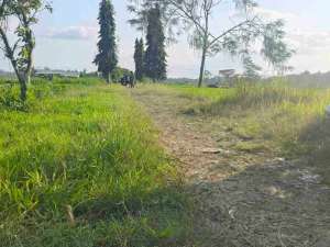 sawah minggir lokasi di Sleman Kab., tersedia melalui melalui situs Olx