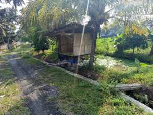 Sawah moyudan Sleman lokasi di Sleman Kab., tersedia melalui melalui situs Olx