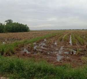Sawah murah produktif lokasi di Semarang Kota, tersedia melalui melalui situs Olx