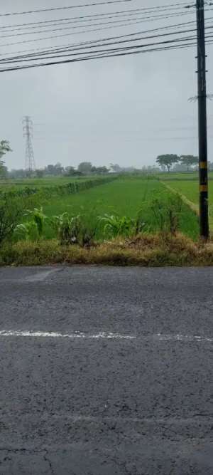 SAWAH PINGGIR JALAN RAYA KARANGANOM KLATEN JUAL MURAH lokasi di Klaten Kab., tersedia melalui melalui situs Olx