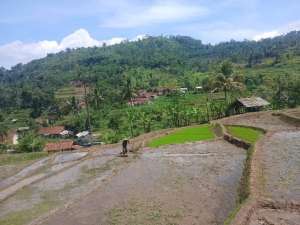 Sawah pinggir jln aspal sukahayu rancakalong lokasi di Sumedang Kab., tersedia melalui melalui situs Olx