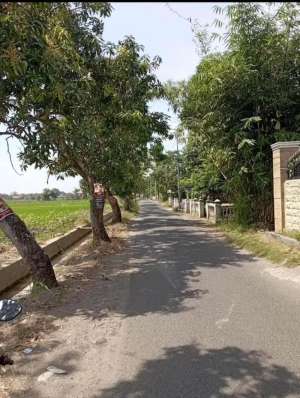 sawah produktif lokasi di Tarik, tersedia melalui melalui situs Olx