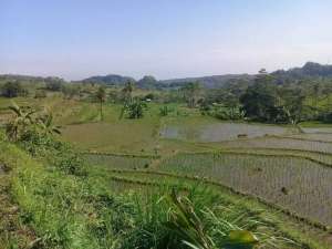 Sawah Produktif ,Akses Jln Mobil lokasi di Purwakarta Kab., tersedia melalui melalui situs Olx