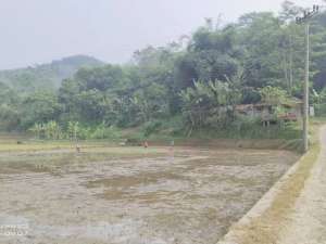 SAWAH PRODUKTIFNAMPAK GUNUNGAIR SUBUR 3X PANEN. lokasi di Purwakarta Kab., tersedia melalui melalui situs Olx