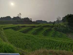 SAWAH PRODUKTIF VIEW ALAM HIJAU, 5Km dari Tol Darangdan lokasi di Purwakarta Kab., tersedia melalui melalui situs Olx