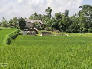 SAWAH, TANAH DARAT DAN KOLAM IKAN KECIL lokasi di Purwakarta Kab., tersedia melalui melalui situs Olx