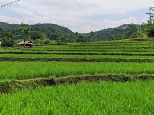 SAWAH UNTUK VILAPRODUKTIF 3X PANEN lokasi di Subang Kab., tersedia melalui melalui situs Olx