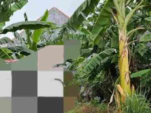 taman pinang indah Sidoarjo lokasi di Sidoarjo  Kab., tersedia melalui melalui situs Olx