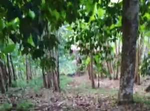 tanah 1 hektar di teluk betung bandar lampung lokasi di Bandar Lampung Kota, tersedia melalui melalui situs Olx