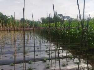 Tanah 3000 m2 di Jelegong Gunung Pancir Kutawaringin Ref.05311 lokasi di Bandung Kab., tersedia melalui melalui situs Olx