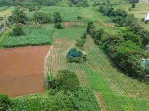 TANAH 5 HEKTAR SHM MURAH DEKAT PASAR CISEENG BOGOR JAWA BARAT lokasi di Bogor Kab., tersedia melalui melalui situs Olx