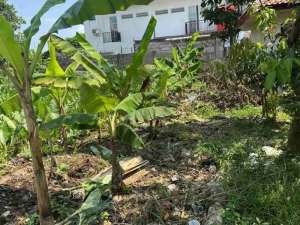 Tanah Bagus Belakang Puri Kintamani dan Dekat Stasiun Cilebut lokasi di Bogor Kota, tersedia melalui melalui situs Olx