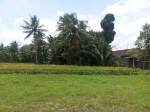 Tanah Borobudur dijual murah cocok bangun rumah dan Villa lokasi di Magelang Kab., tersedia melalui melalui situs Olx