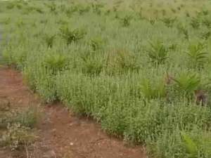 Tanah Ciampea Bogor lokasi di Bogor Kab., tersedia melalui melalui situs Olx