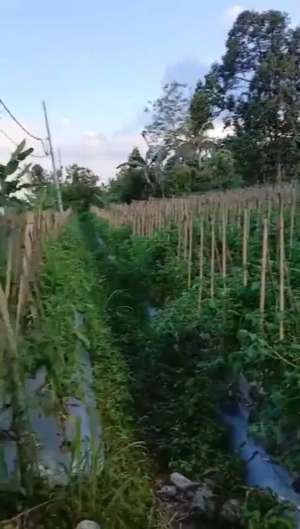 Tanah datar dekat bendungan pelaga payangan Ubud, udara sejuk lokasi di Gianyar Kab., tersedia melalui melalui situs Olx