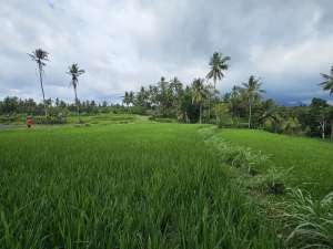 Tanah datar dekat dengan penlok bandara bali utara lokasi di Buleleng Kab., tersedia melalui melalui situs Olx