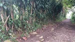 Tanah Datar Murah Samping Jalan Siap Pakai lokasi di Sukabumi Kab., tersedia melalui melalui situs Olx