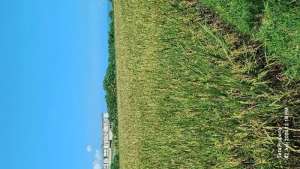 Tanah dekat Pantai Pasut lokasi di Tabanan Kab., tersedia melalui melalui situs Olx