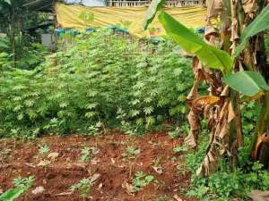 Tanah di Jual Cepat Gunung Sindur Bogor lokasi di Bogor Kab., tersedia melalui melalui situs Olx