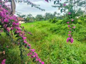 tanah di jual di ubud lokasi di Gianyar Kab., tersedia melalui melalui situs Olx