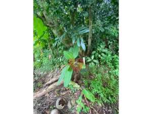 Tanah di Kabasiran Parung Panjang Bogor lokasi di Bogor Kab., tersedia melalui melalui situs Olx