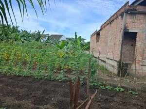 Tanah di Marpoyan Pekanbru dekat Universitas Islam Riau lokasi di Pekanbaru Kota, tersedia melalui melalui situs Olx