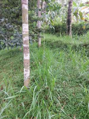 Tanah di perbatasan kec getasan dan kotamadya salatiiga lokasi di Salatiga Kota, tersedia melalui melalui situs Olx