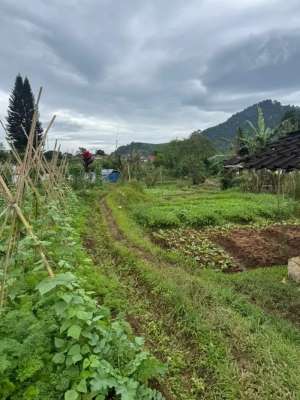 Tanah dijual 8500m Pacet Cipanas lokasi di Cianjur Kab., tersedia melalui melalui situs Olx