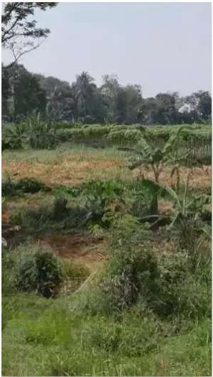 TANAH DIJUAL CEMPLANG CIAMPEA BOGOR lokasi di Bogor Kab., tersedia melalui melalui situs Olx