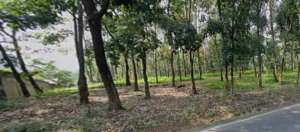 TANAH DIJUAL CIKALONGKULON CIANJUR NOL JALAN UTAMA lokasi di Cianjur Kab., tersedia melalui melalui situs Olx