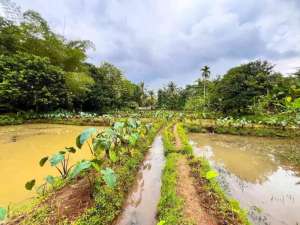 TANAH EMPANG MURAH DI DESA CANDALI KEMANG BOGOR DEKAT JALAN UTAMA lokasi di Bogor Kab., tersedia melalui melalui situs Olx