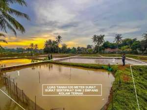 TANAH EMPANG MURAH KAWASAN PETERNAKAN COCOK BUAT BUDIDAYA IKAN DI CISEENG PARUNG BOGOR lokasi di Bogor Kab., tersedia melalui melalui situs Olx