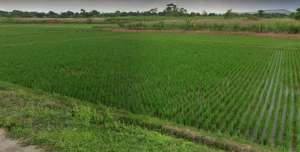 Tanah Industri Dijual di Desa Karang Mulya, Subang lokasi di Subang Kab., tersedia melalui melalui situs Olx