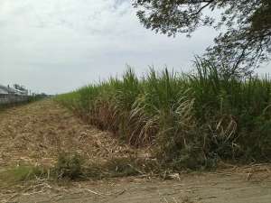 Tanah Industri Murah dan Strategis di Jombang lokasi di Jombang  Kab., tersedia melalui melalui situs Olx