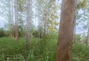 Tanah isi pohon jati di Taktakan kota serang banten lokasi di Serang Kota, tersedia melalui melalui situs Olx