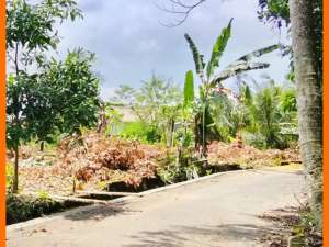 Tanah Jogja Area Barat Jl Palagan km14 Dekat Kadilobo Resort lokasi di Sleman Kab., tersedia melalui melalui situs Olx