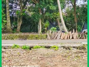 Tanah Jogja Murah 2jt-anmeter Barat JL Palagan lokasi di Sleman Kab., tersedia melalui melalui situs Olx