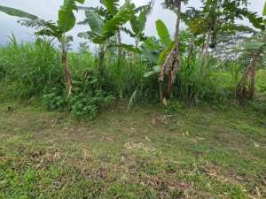 Tanah JualZona Industri Harga Murah 1,5 HA di Tengaran Semarang lokasi di Semarang Kab., tersedia melalui melalui situs Olx