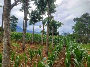 Tanah kavling jatinangor1400 m, Akses mobil lokasi di Sumedang Kab., tersedia melalui melalui situs Olx