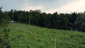 Tanah kebun 1.7hektar harga 35.000m2 lokasi di Lebak Kab., tersedia melalui melalui situs Olx