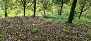 TANAH KEBUN ASPEK PERUMAHAN DI MUNDUK BEDUGUL lokasi di Buleleng Kab., tersedia melalui melalui situs Olx