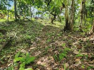 Tanah kebun bonus sumber mata air di Tabanan kontur terasering lokasi di Tabanan Kab., tersedia melalui melalui situs Olx