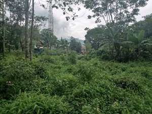 TANAH KEBUN CENGKEH DI JL. PROVINSI KEC. SERANG PANJANG lokasi di Subang Kab., tersedia melalui melalui situs Olx