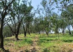 Tanah Kebun Dau Murah Akses Mobil lokasi di Malang Kota, tersedia melalui melalui situs Olx