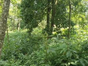 TANAH KEBUNDI JL. RY. WANAYASA PURWAKARTAUNTUK VILA, RES AREA DLL lokasi di Purwakarta Kab., tersedia melalui melalui situs Olx